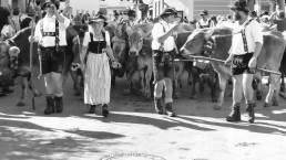 Menschen in bayrischer Tracht mit Kühen
